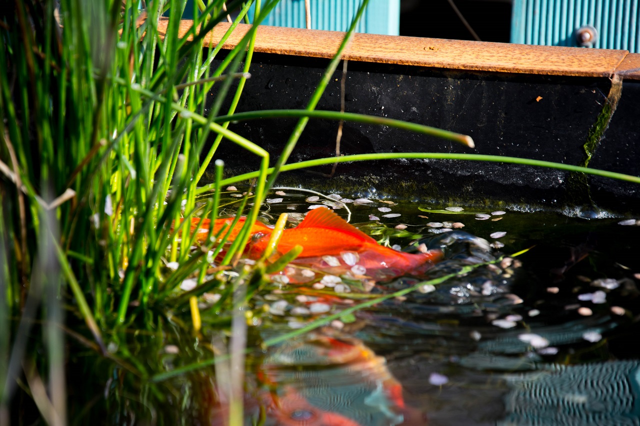 Pesci rossi -  - Tutto per un laghetto naturale